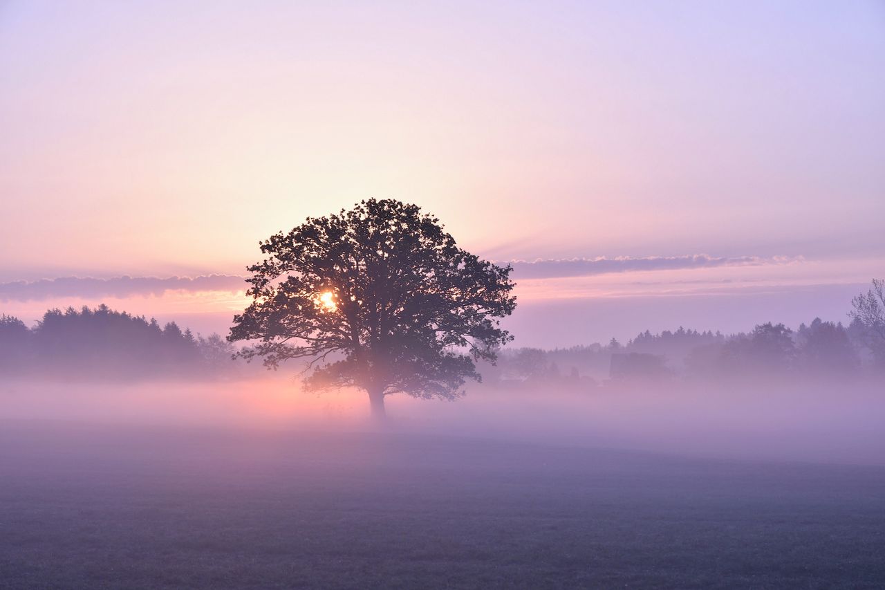 Serene sunrise behind a solitary tree on a misty morning, evoking calmness.