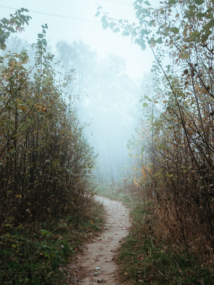 A tranquil forest path enveloped in mist, creating a peaceful autumn atmosphere.