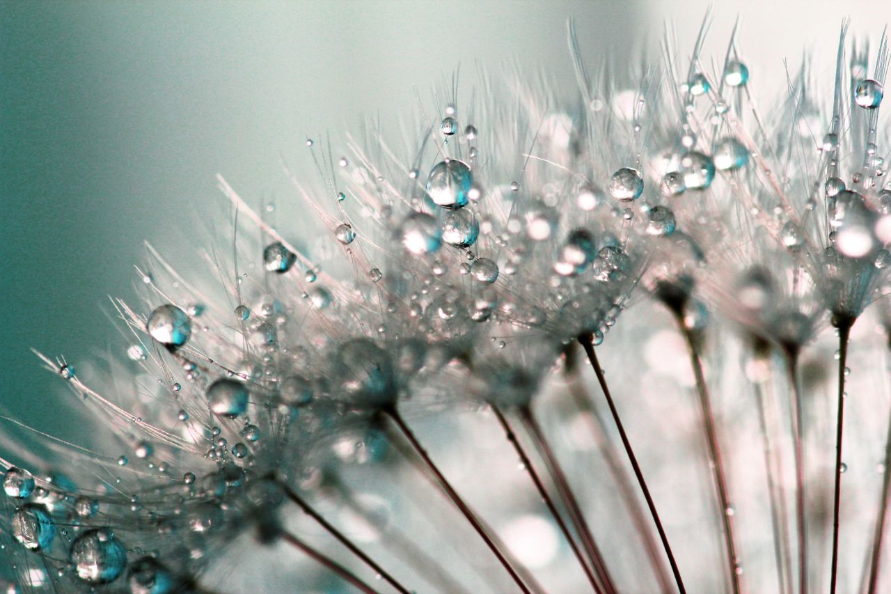 Close-up macro photograph highlighting dewdrops on delicate dandelion seeds.