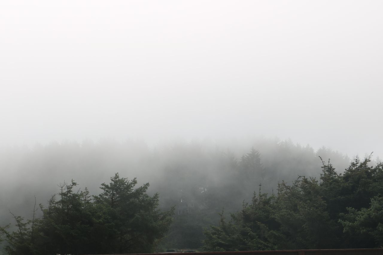 A serene foggy forest scene capturing misty treetops on an overcast day.